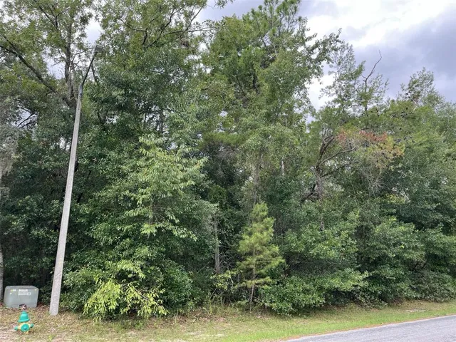 a view of a forest with a tree