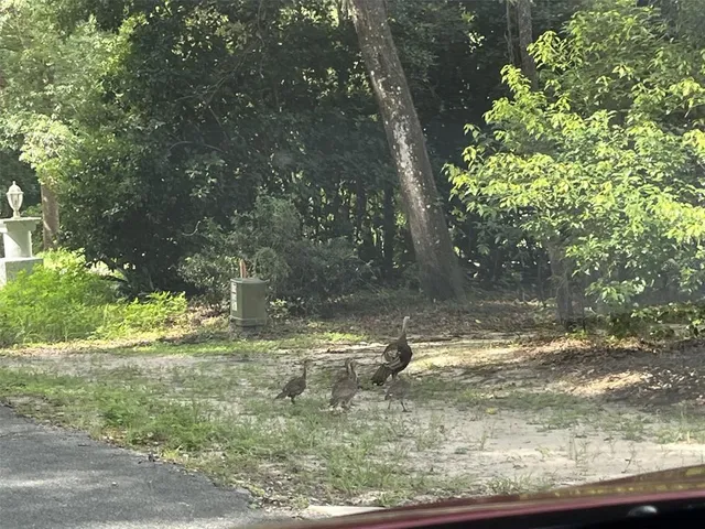 a view of a yard with a tree