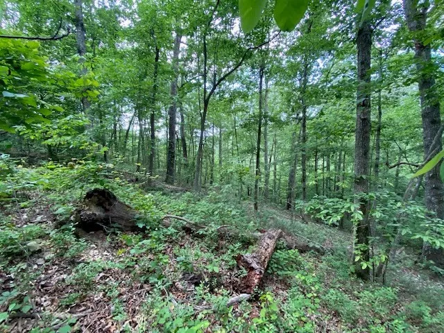 a view of a lush green forest