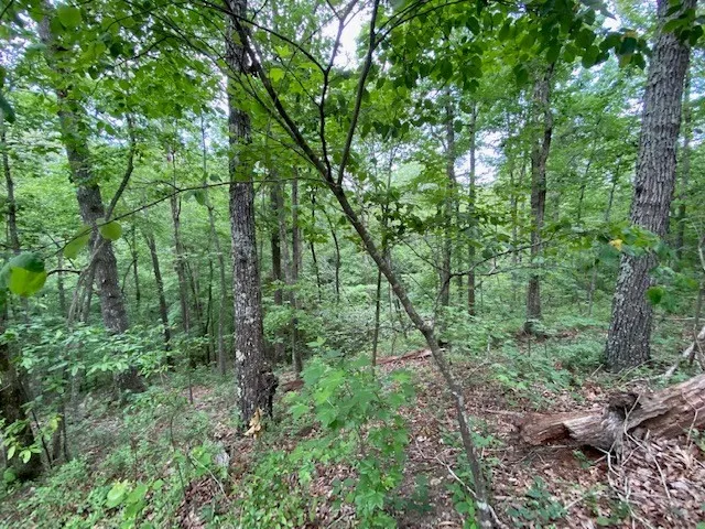 a view of a lush green forest