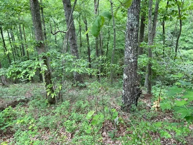 a plant view in yard