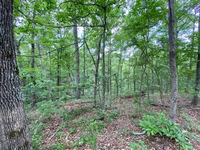 a view of a forest with trees