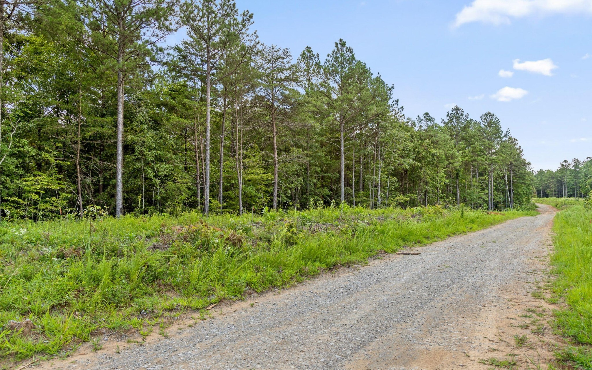 1205 Big View Road Guild, TN 37340 - Photo 9 of 22 a view of a garden with plants and large trees