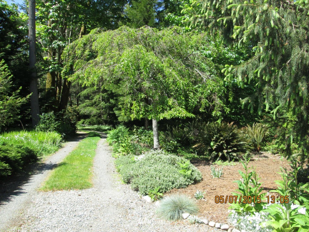 14637 Starr Road Southeast Olalla, WA 98359 - Photo 18 of 24 Gallery Image 18