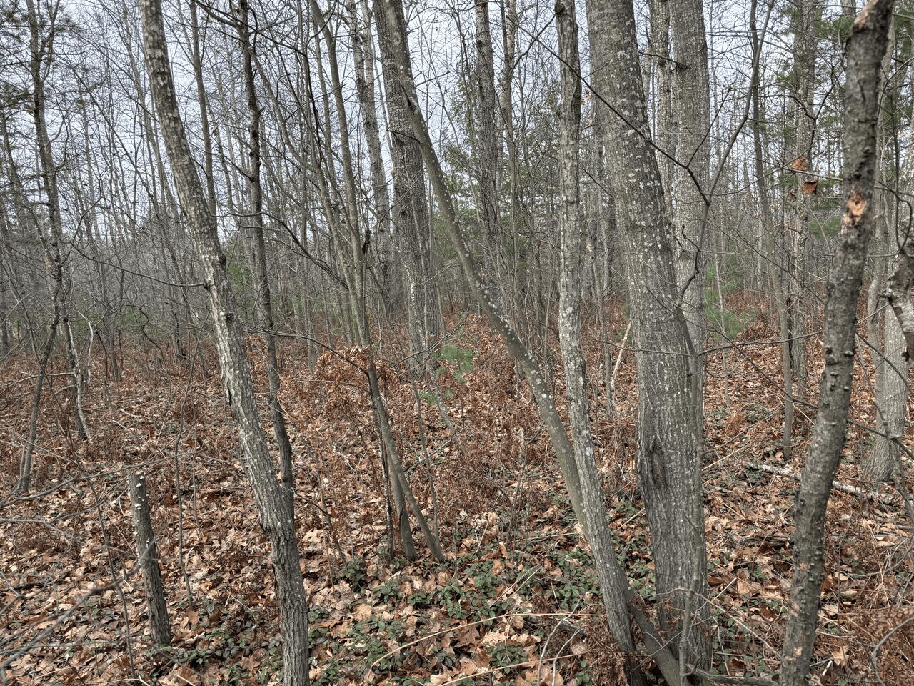 5197 Sunset Trail Road Northeast Kalkaska, MI 49646 - Photo 56 of 69 Gallery Image 56