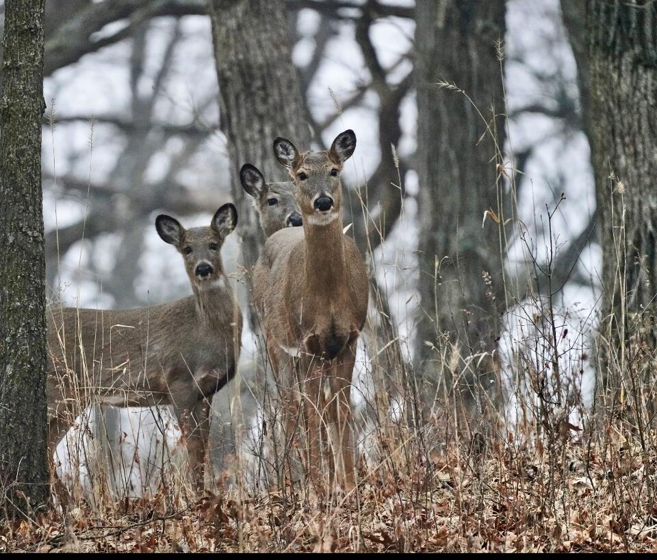 N11W31386 Fairfield Way Delafield, WI 53018 - Photo 61 of 71 This was taken by the seller from the family room. The deer listen to him play. He said the birds are "just enough" not overly loud