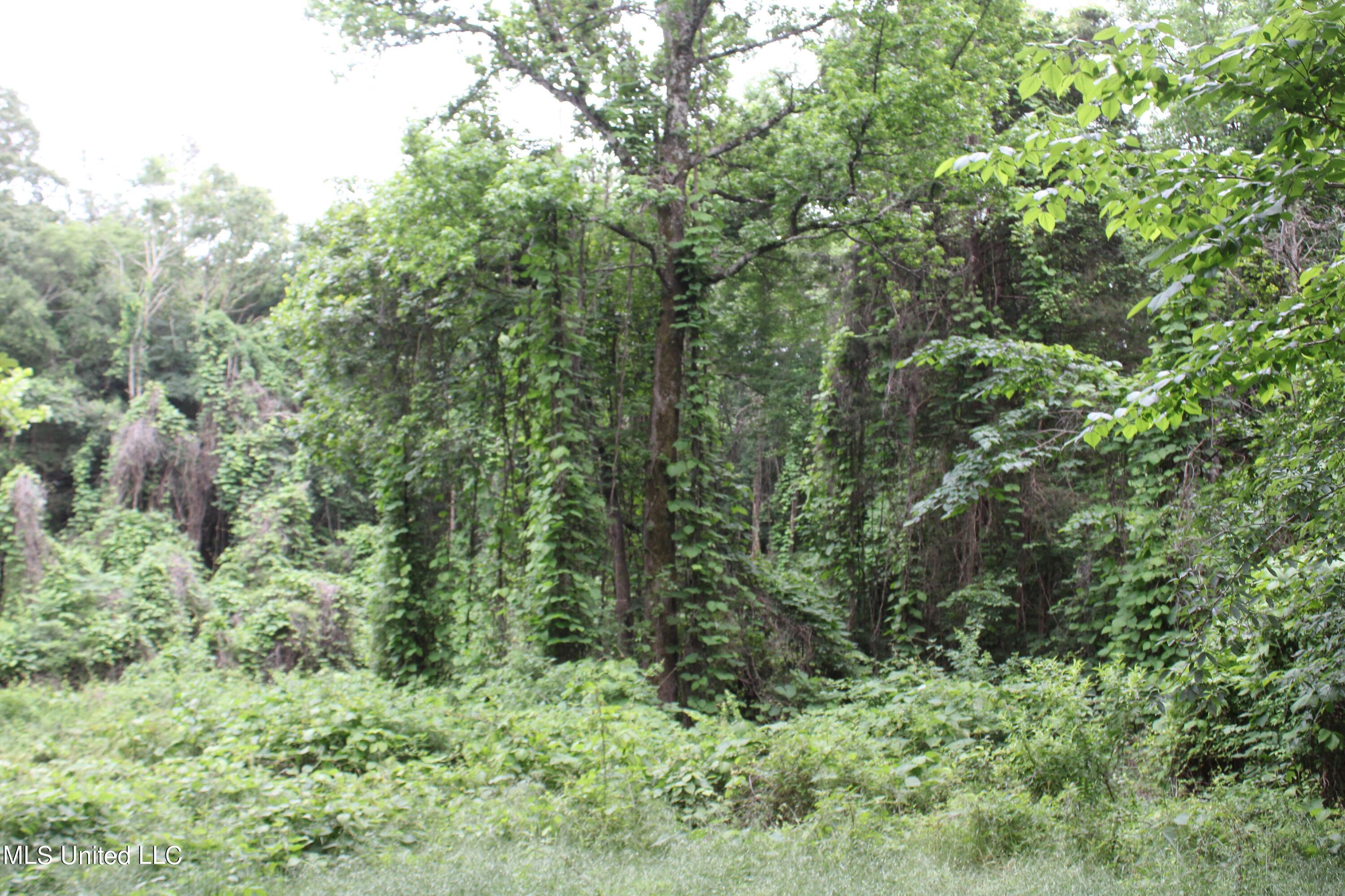 167 Humphrey Road Holly Springs, MS 38635 - Photo 6 of 9 IMG_3892