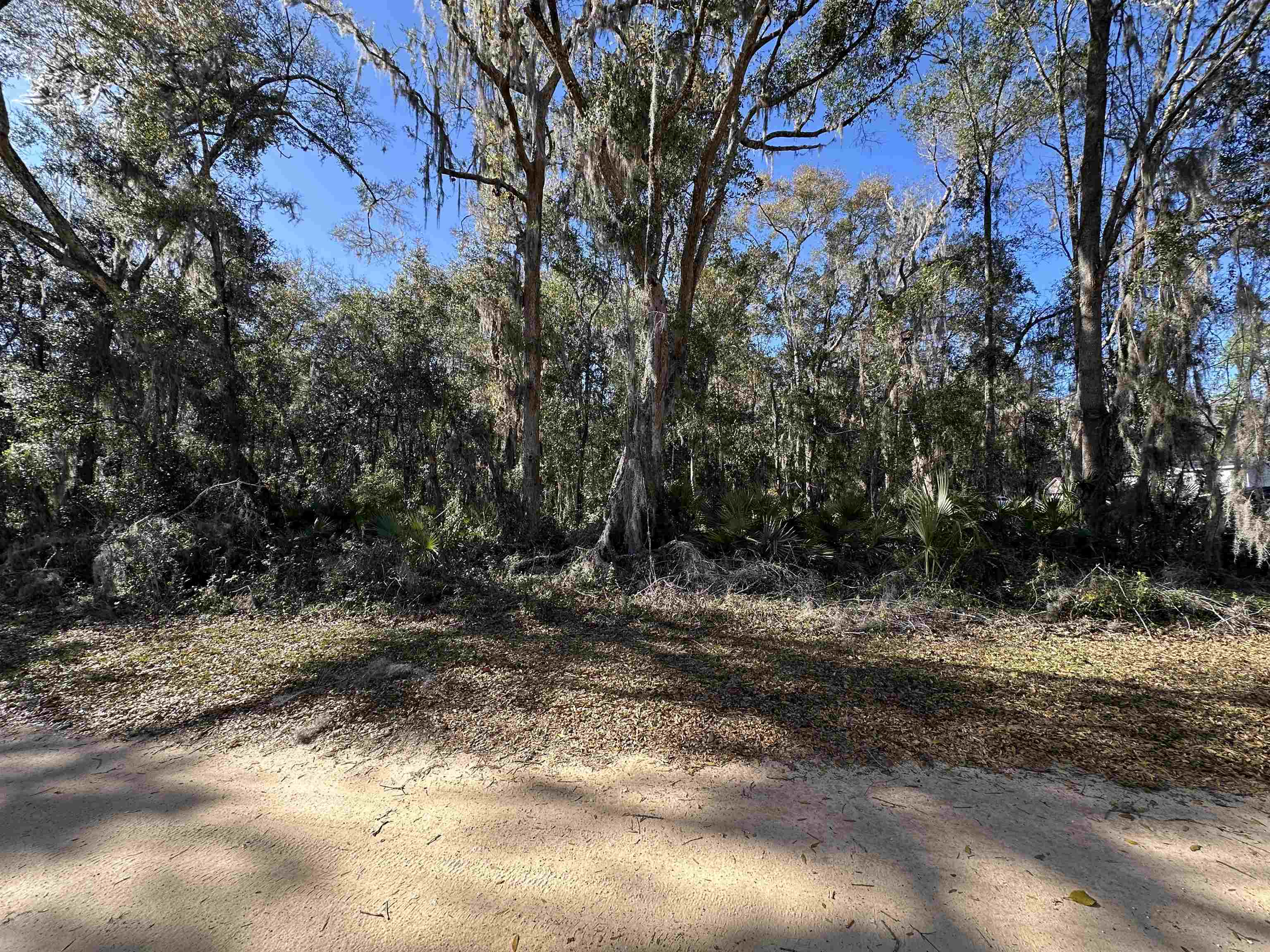 113 Indian Mound Road Satsuma, FL 32189 - Photo 13 of 16 a view of dirt yard with a large tree