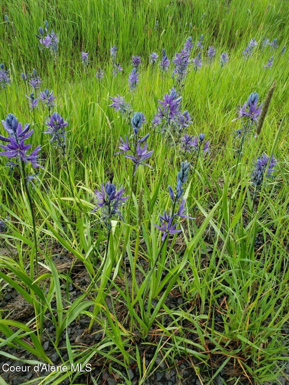 1565 Little Carpenter Creek Road Fernwood, ID 83830 - Photo 41 of 42 photo_2026-01-20_17-59-58