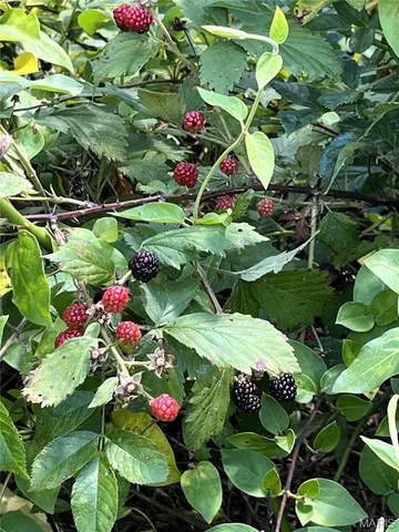 $549,000 | 0 Kerick Lane, Bourbon, MO 65441