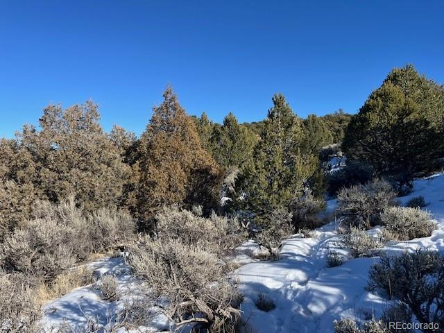 Lot 7860 Platten Road Fort Garland, CO 81133 - Photo 16 of 27 a view of a bunch of trees in a field