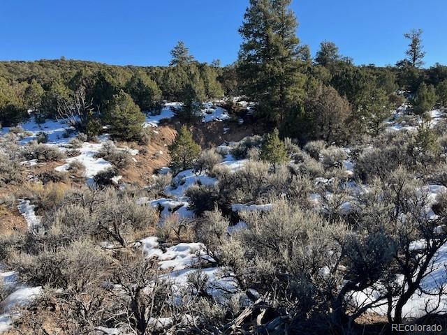 Lot 7860 Platten Road Fort Garland, CO 81133 - Photo 26 of 27 a view of a forest with trees