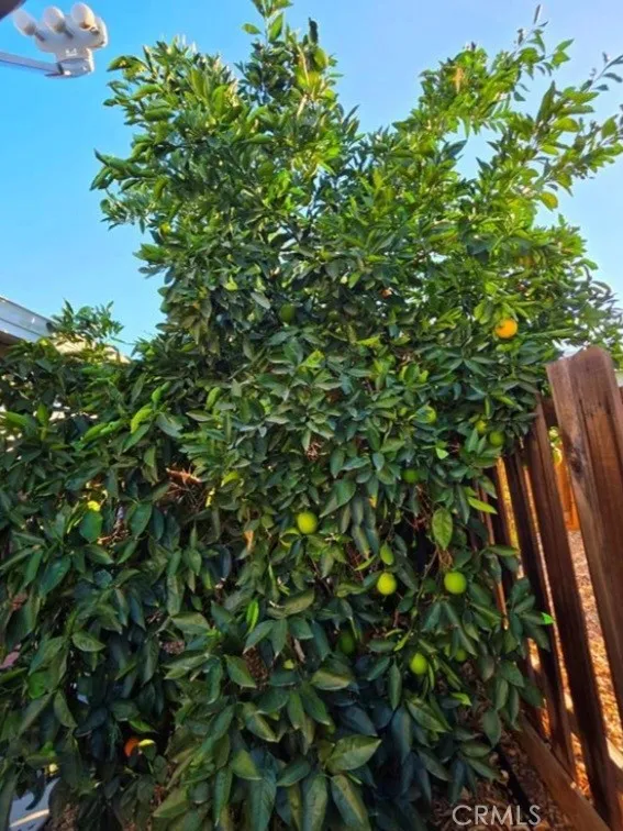 27250 Murrieta Road, Unit 390 Menifee, CA 92586 - Photo 30 of 30 a view of a tree