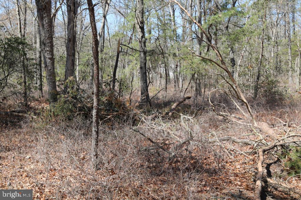 351 Shaws Mill Road Cedarville, NJ 08311 - Photo 17 of 84