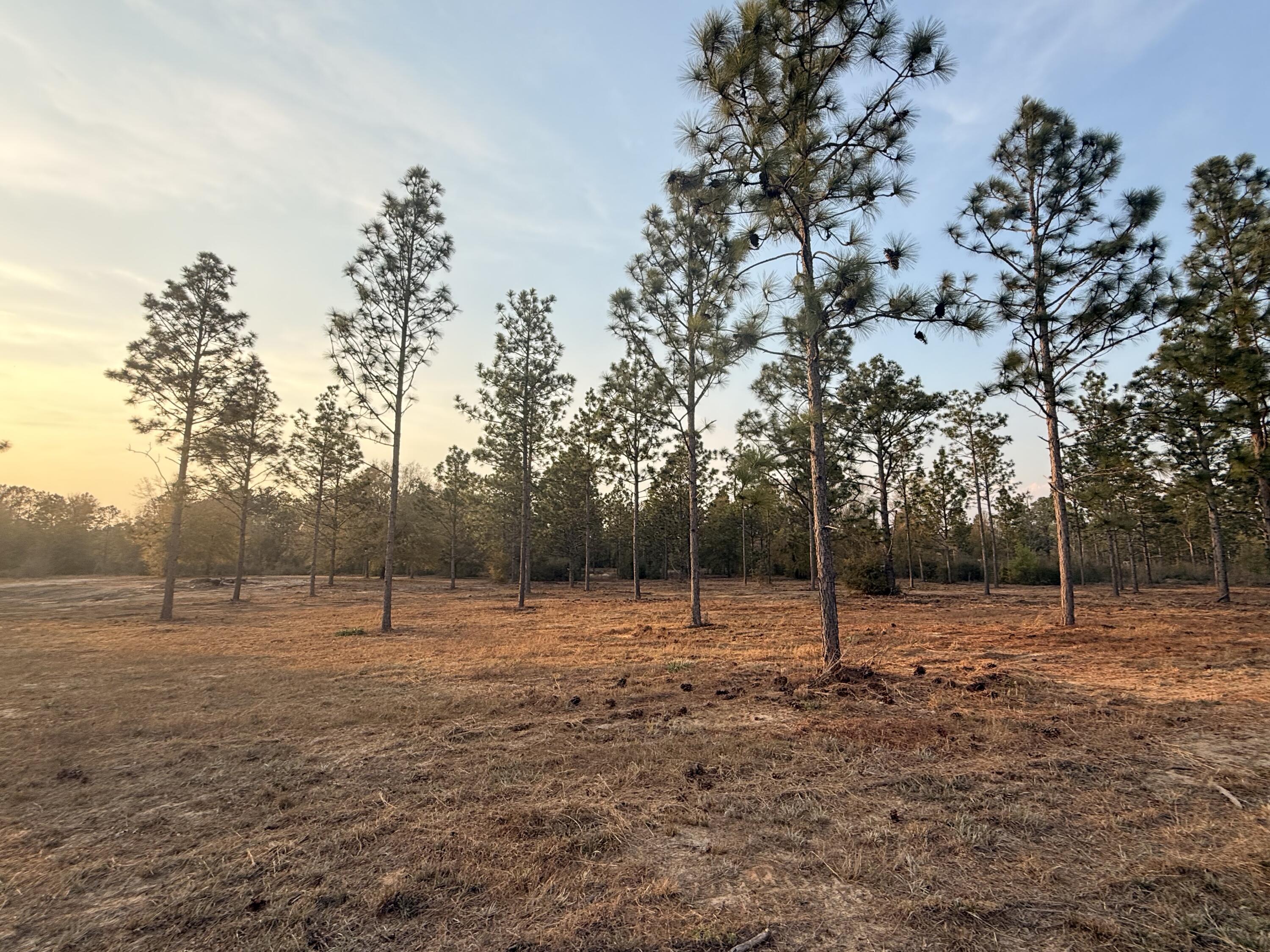 734 State Park Road Windsor, SC 29856 - Photo 6 of 12