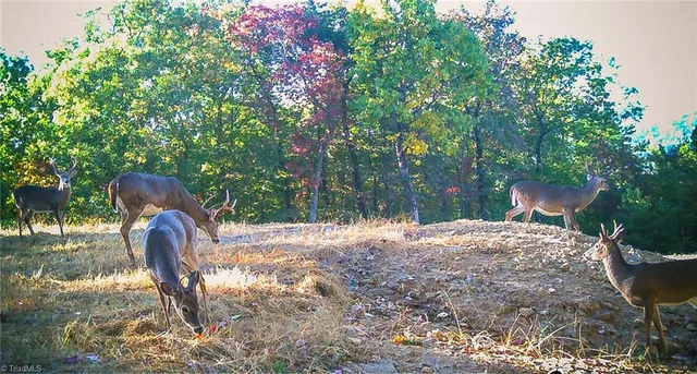 $69,900 | Tbd Tbd Carriage House Trail, McGrady, NC 28649