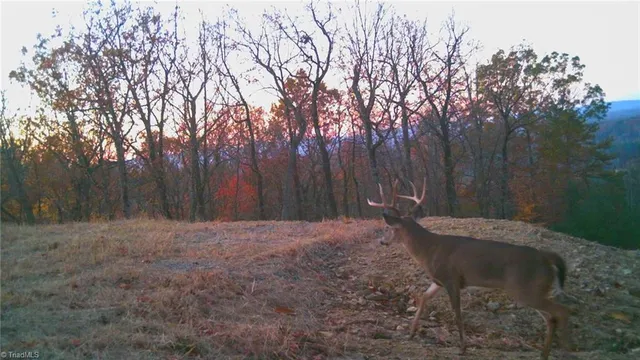 $69,900 | Tbd Tbd Carriage House Trail, McGrady, NC 28649