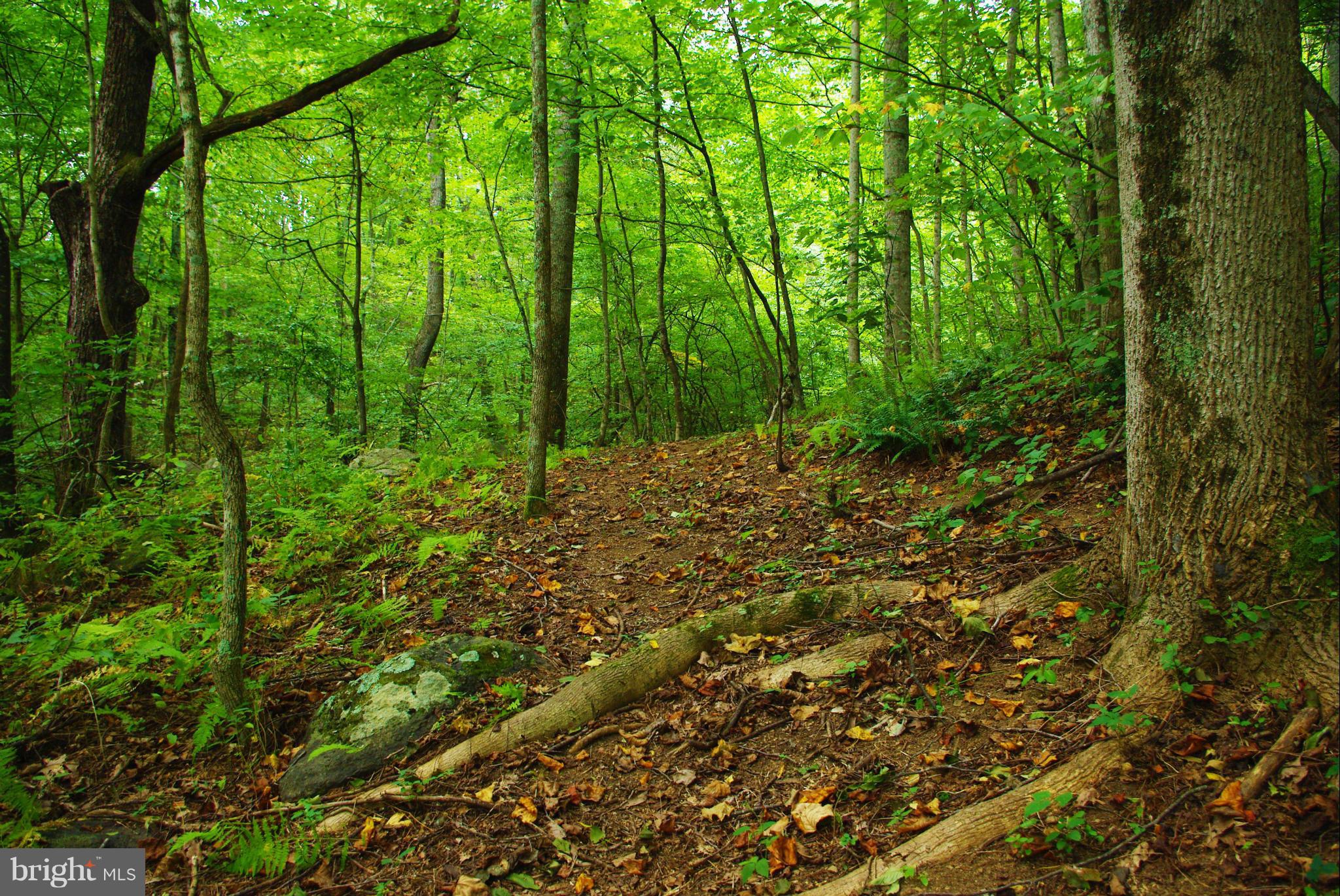 416 Rolling Road Sperryville, VA 22740 - Photo 22 of 25 There is a short trail to the creek