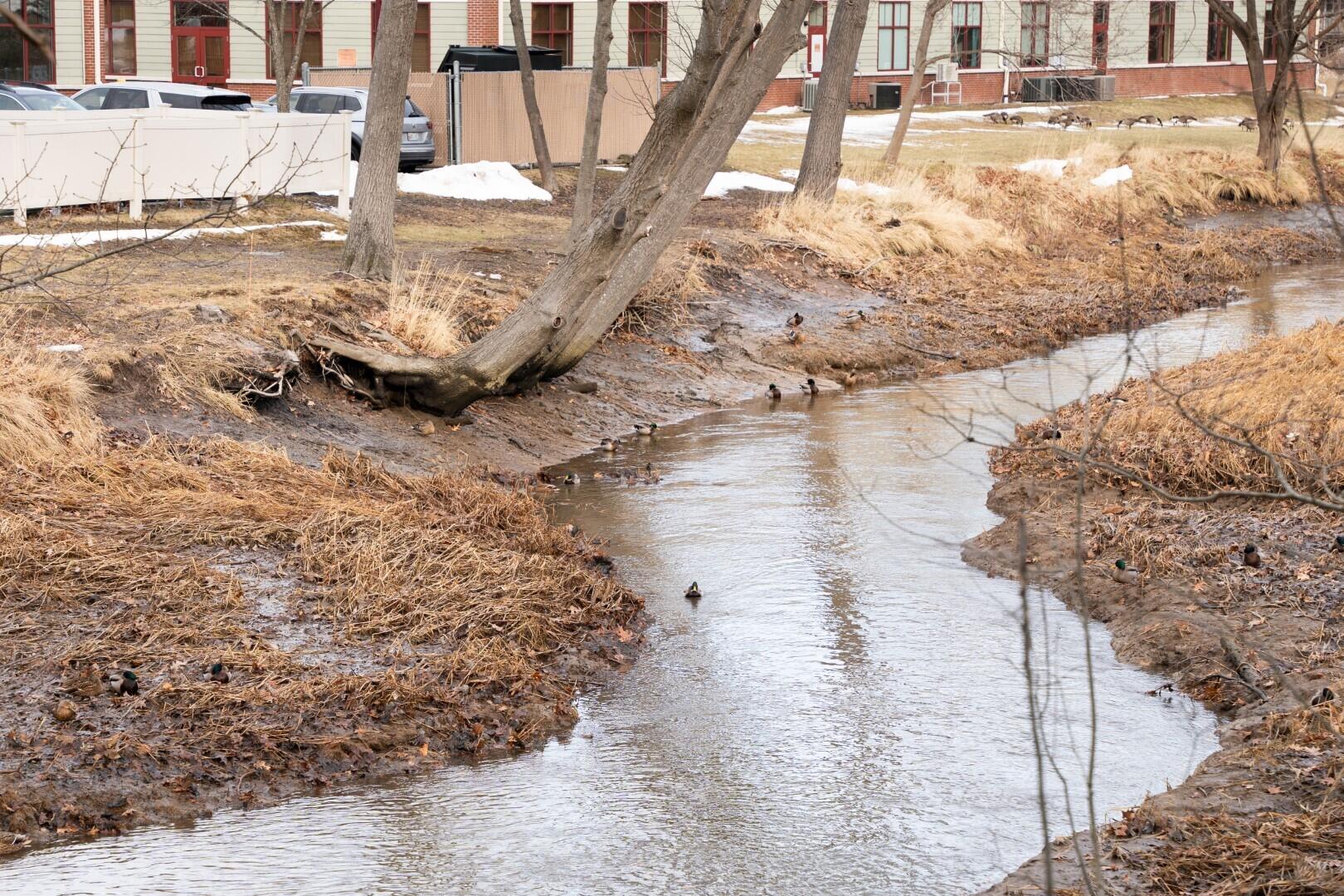 2 Bennett Street, Unit 4 South Portland, ME 04106 - Photo 21 of 22 DUCKS_1 (Large)