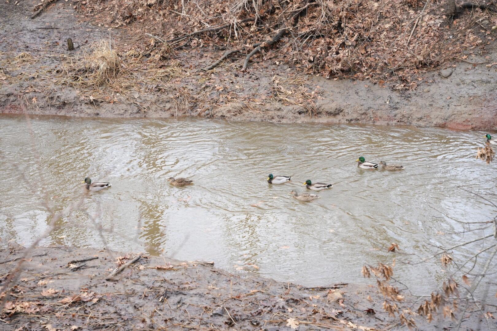 2 Bennett Street, Unit 4 South Portland, ME 04106 - Photo 22 of 22 DUCKS_3 (Large)