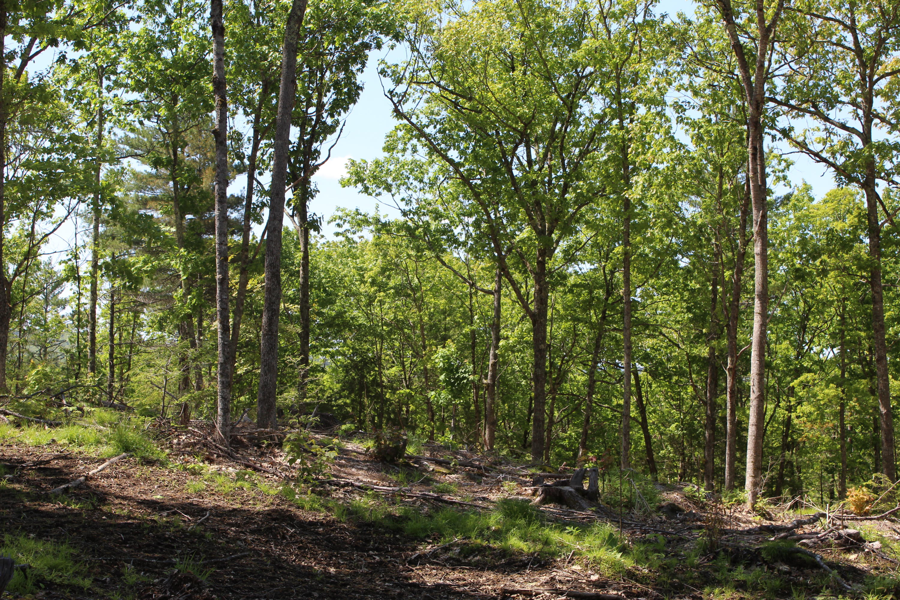 Lot 1 North Road Parsonsfield, ME 04047 - Photo 6 of 19 IMG_0761