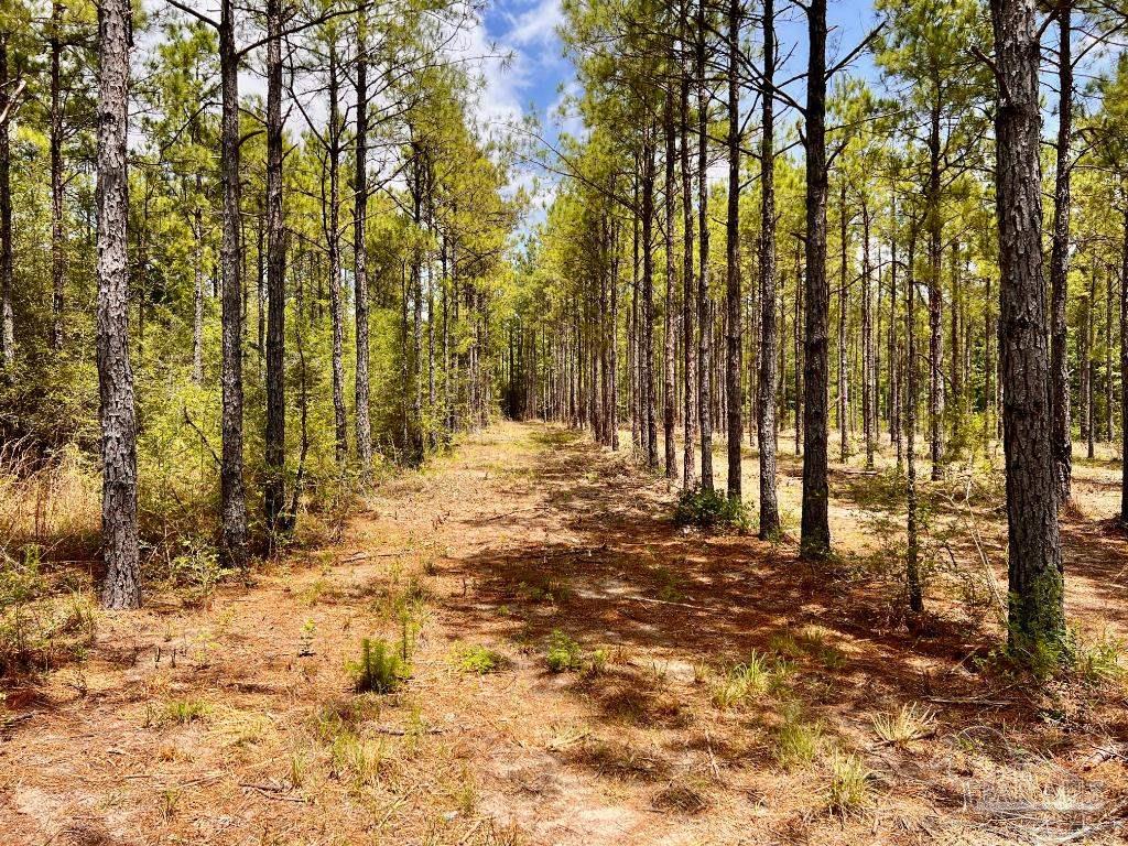 Lot 95 Turning Leaf Road Milton, FL 32571 - Photo 10 of 42 Gallery Image 10