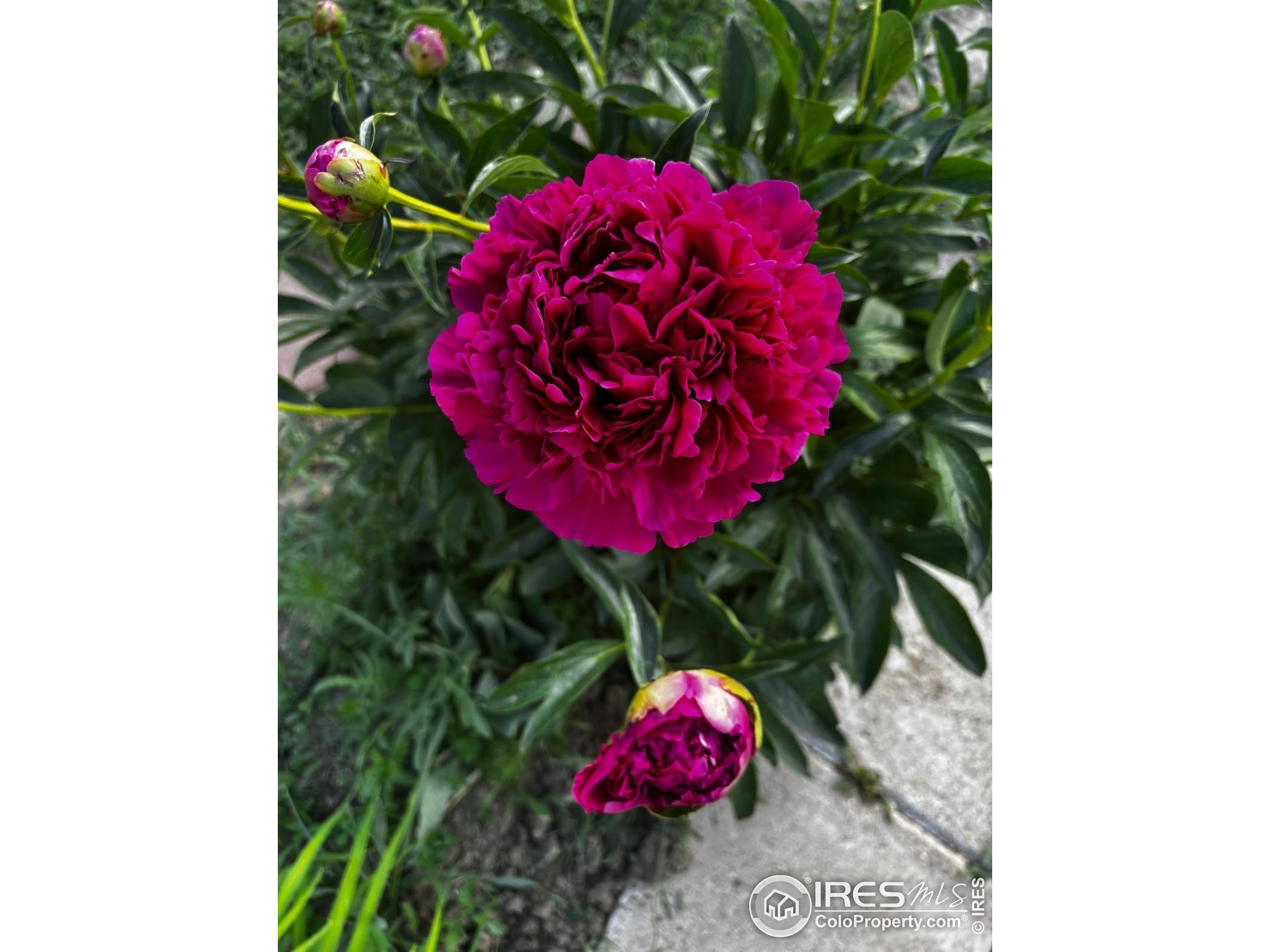 7624 Gray Way Arvada, CO 80003 - Photo 35 of 39