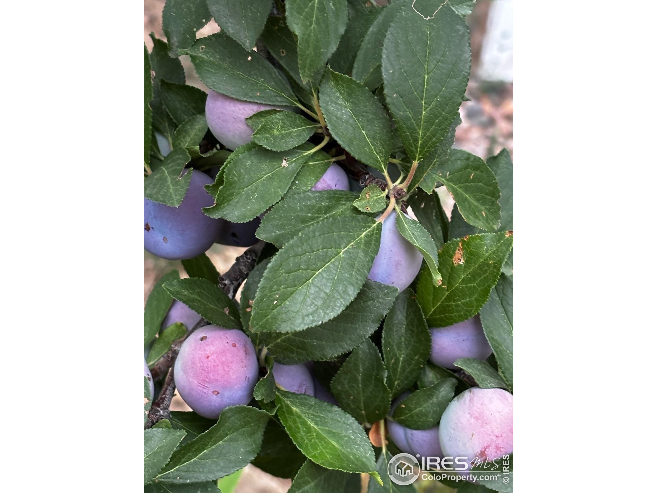 7624 Gray Way Arvada, CO 80003 - Photo 36 of 39