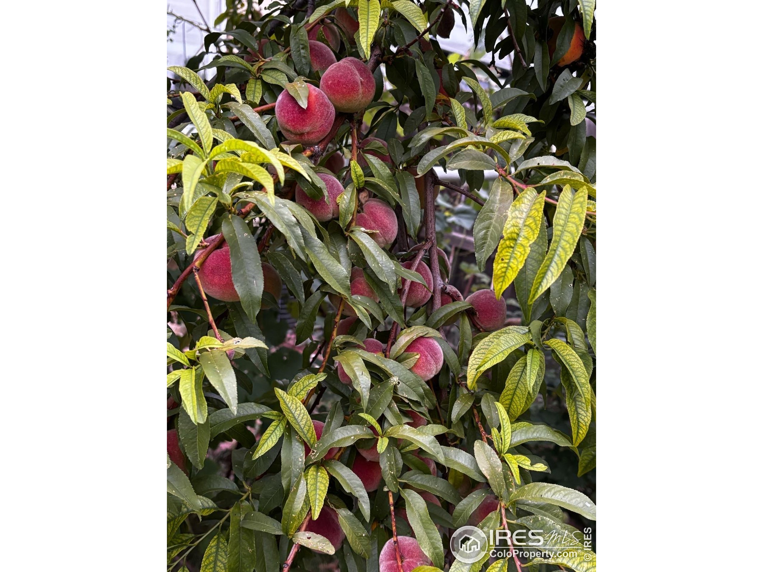 7624 Gray Way Arvada, CO 80003 - Photo 38 of 39