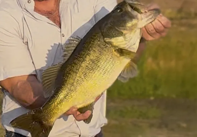 a view of swimming pool with a potted plant
