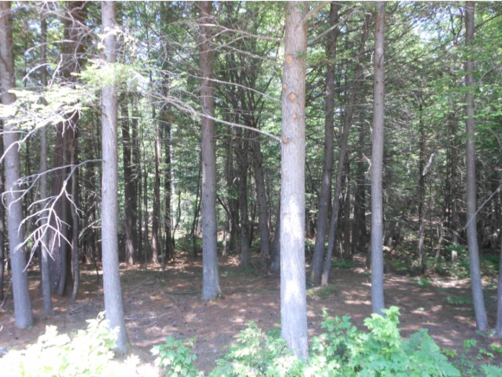 12 Pike Brook Road Brookfield, NH 03872 - Photo 7 of 29