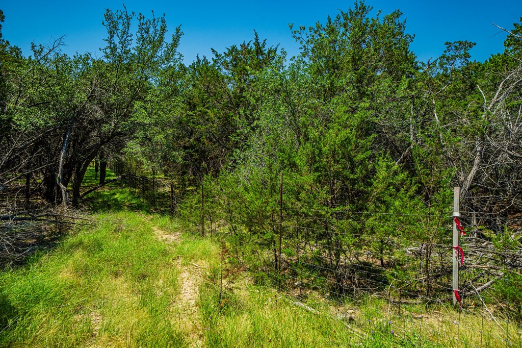 1316 Highway 39 Ingram, TX 78025 - Photo 22 of 27 a view of a lush green forest