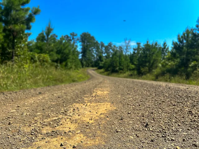 a view of a yard with plants and trees