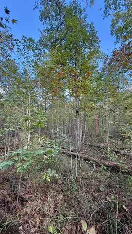 $86,500 | 0 Owl Hollow Road, Unit LOT 3, Palmer, TN 37365