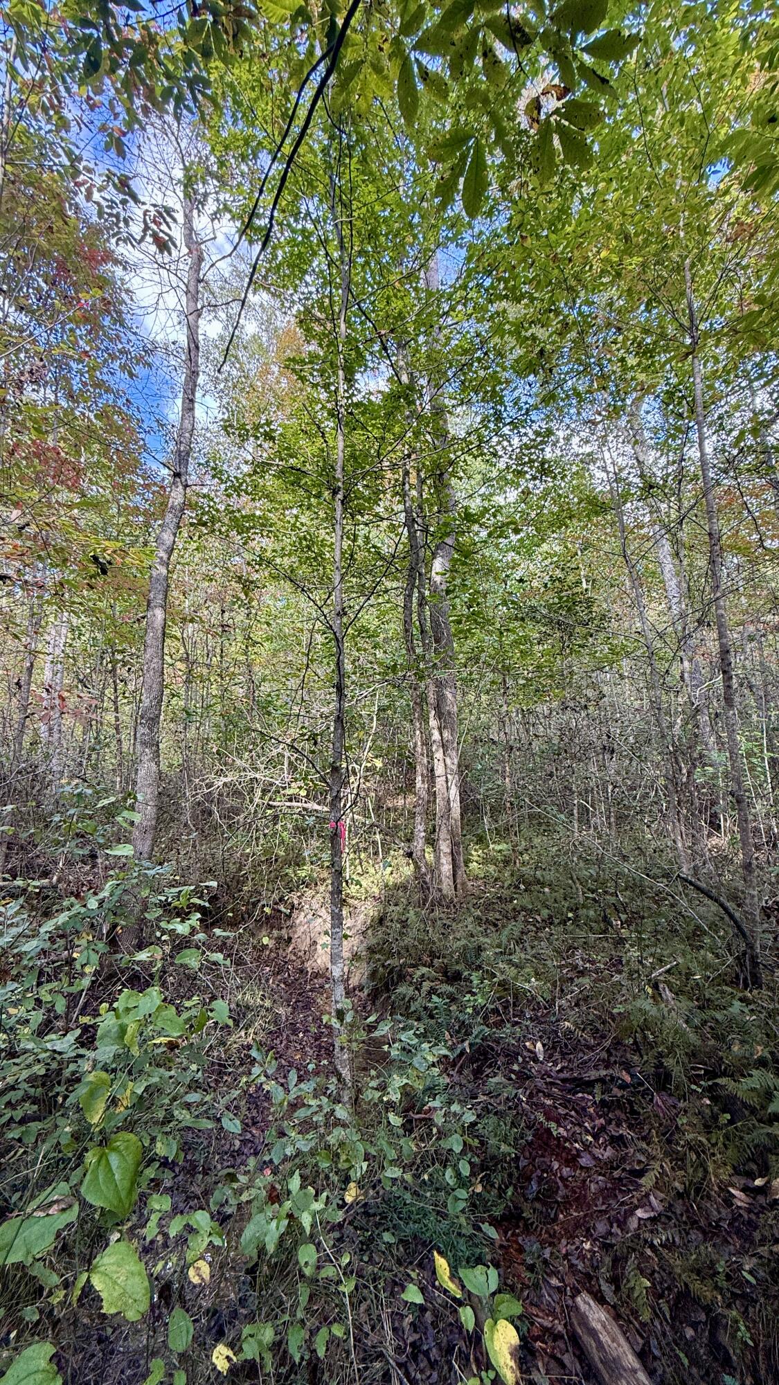 0 Owl Hollow Road, Unit LOT 3 Palmer, TN 37365 - Photo 15 of 19 IMG_2673