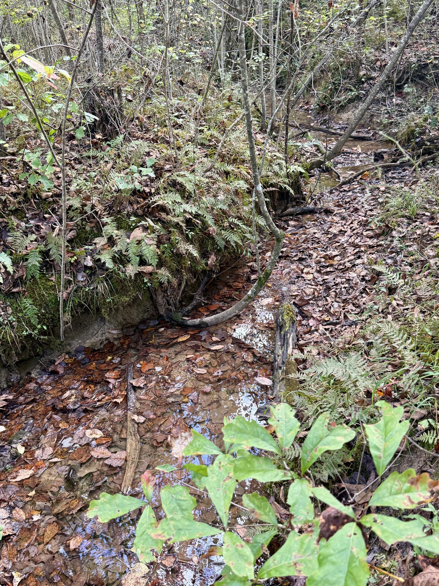 0 Owl Hollow Road, Unit LOT 3 Palmer, TN 37365 - Photo 16 of 19 IMG_2671