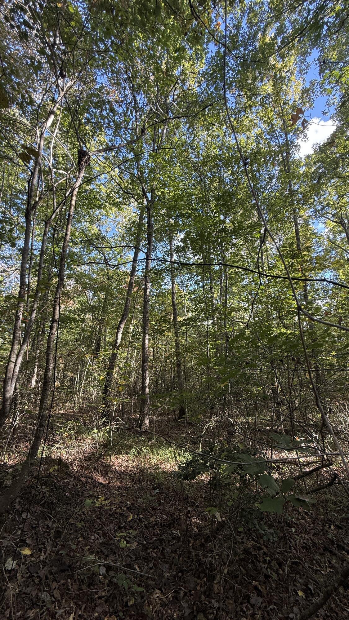 0 Owl Hollow Road, Unit LOT 3 Palmer, TN 37365 - Photo 18 of 19 IMG_2690