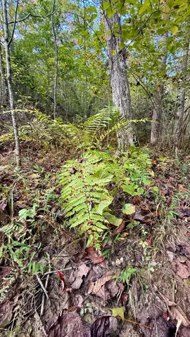 $86,500 | 0 Owl Hollow Road, Unit LOT 3, Palmer, TN 37365