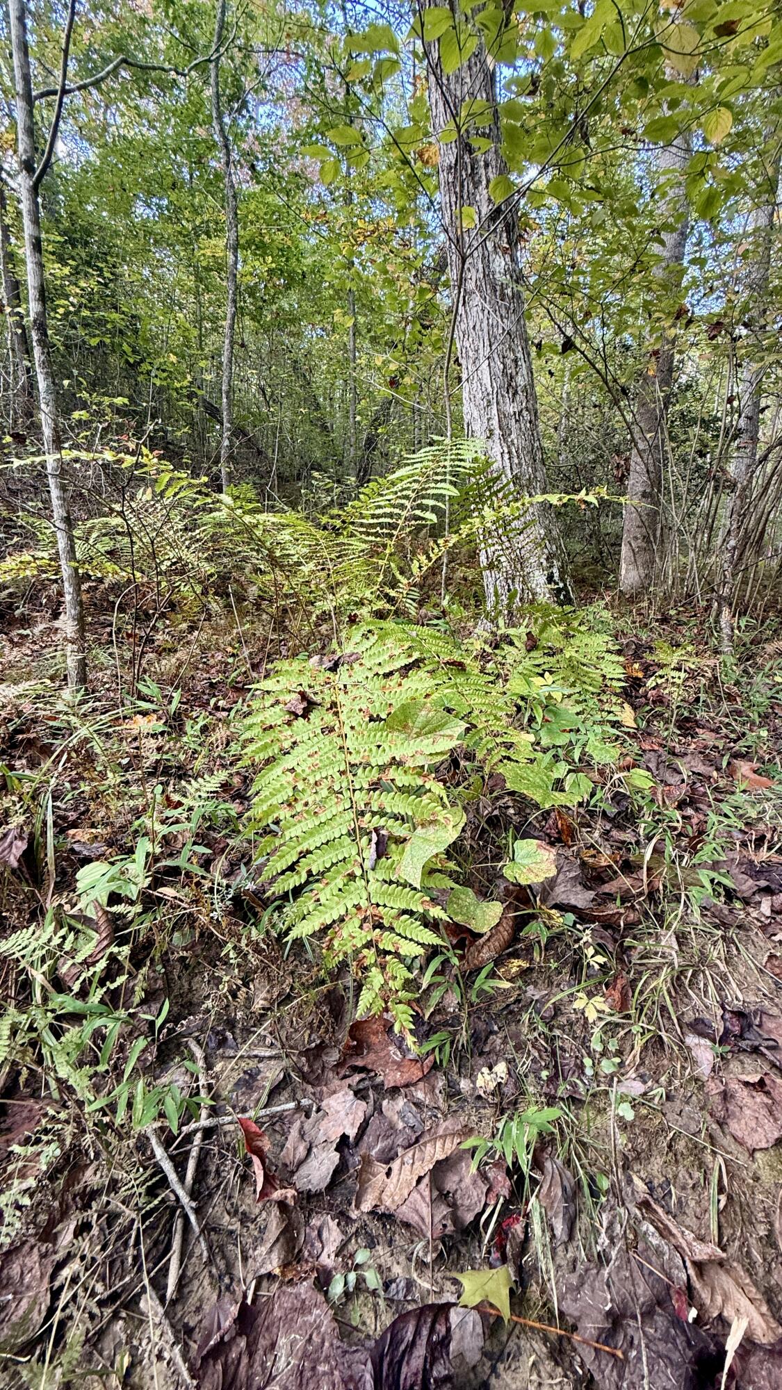 0 Owl Hollow Road, Unit LOT 3 Palmer, TN 37365 - Photo 19 of 19 IMG_2678