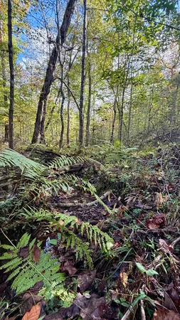 $86,500 | 0 Owl Hollow Road, Unit LOT 3, Palmer, TN 37365