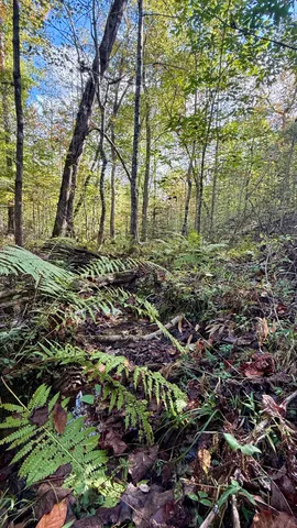 $86,500 | 0 Owl Hollow Road, Unit LOT 3, Palmer, TN 37365