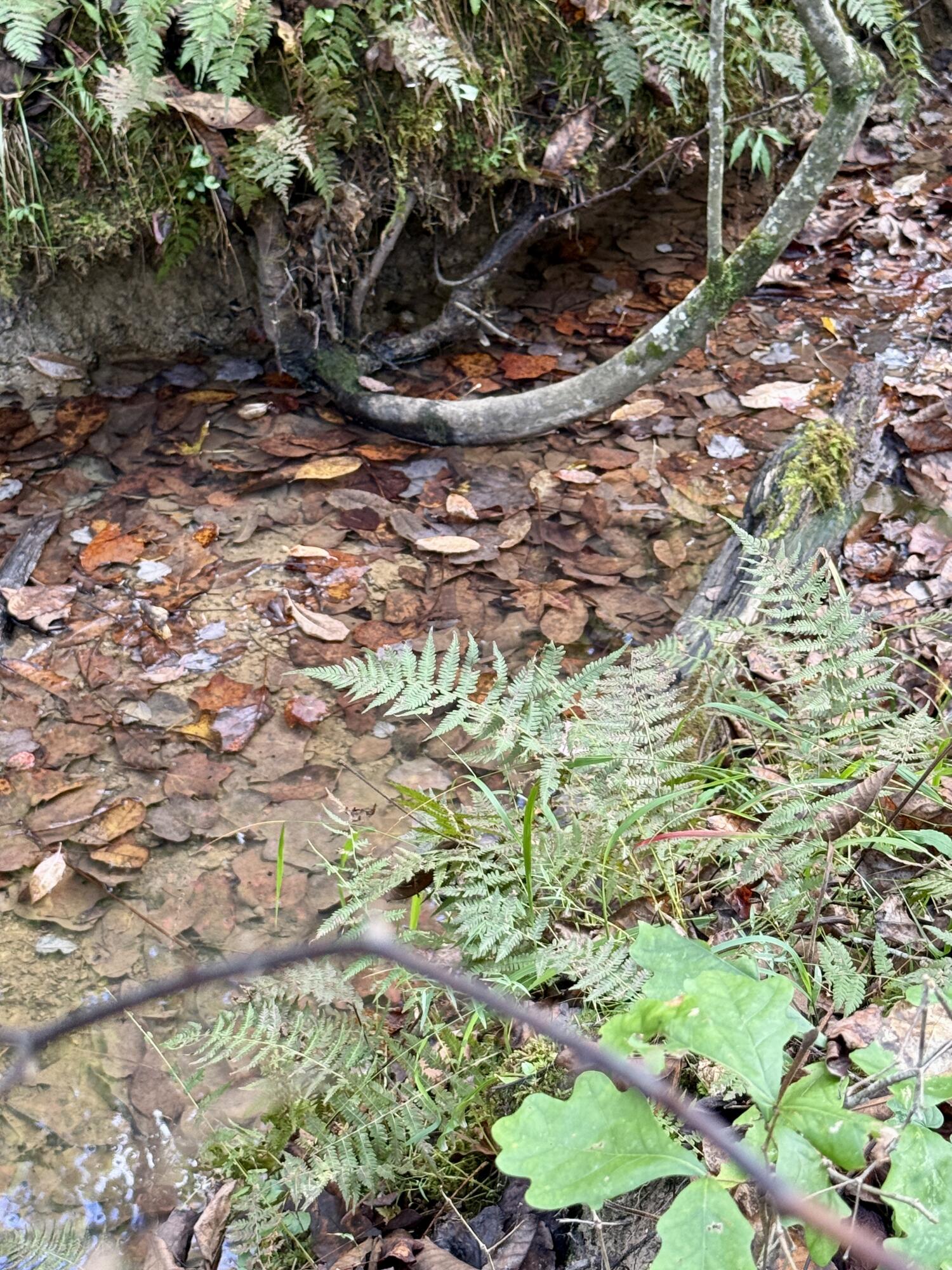 0 Owl Hollow Road, Unit LOT 3 Palmer, TN 37365 - Photo 4 of 19 IMG_2670