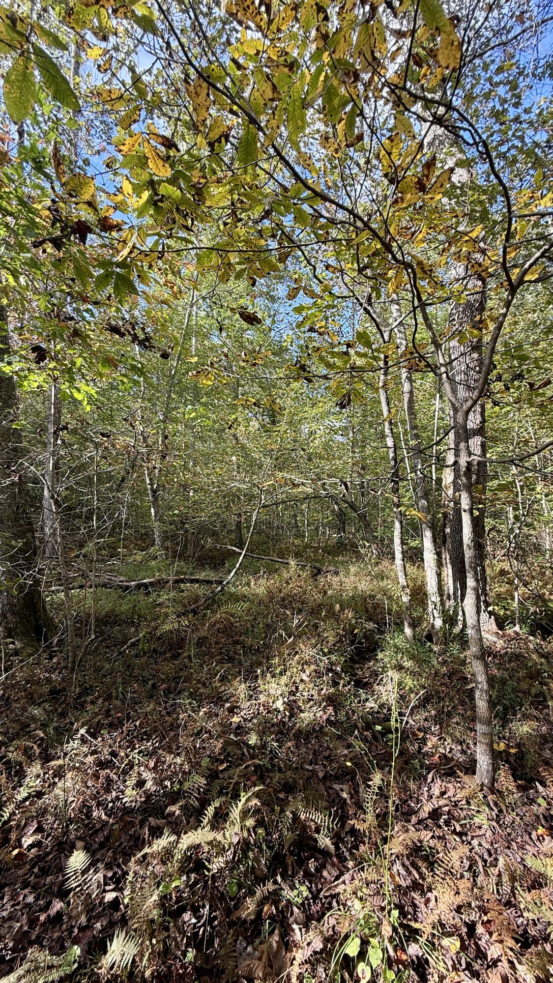 0 Owl Hollow Road, Unit LOT 3 Palmer, TN 37365 - Photo 5 of 19 IMG_2676