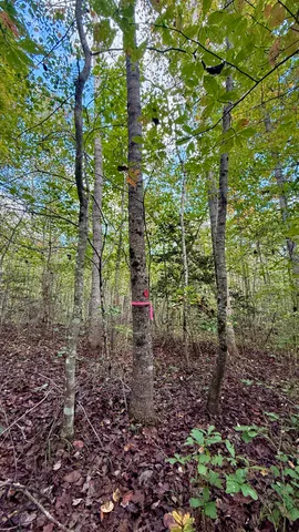 $86,500 | 0 Owl Hollow Road, Unit LOT 3, Palmer, TN 37365