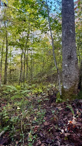 $86,500 | 0 Owl Hollow Road, Unit LOT 3, Palmer, TN 37365