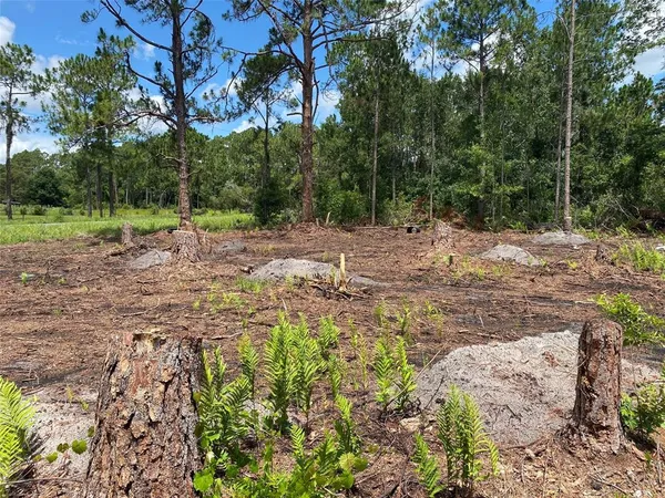 a view of a yard with plants and trees