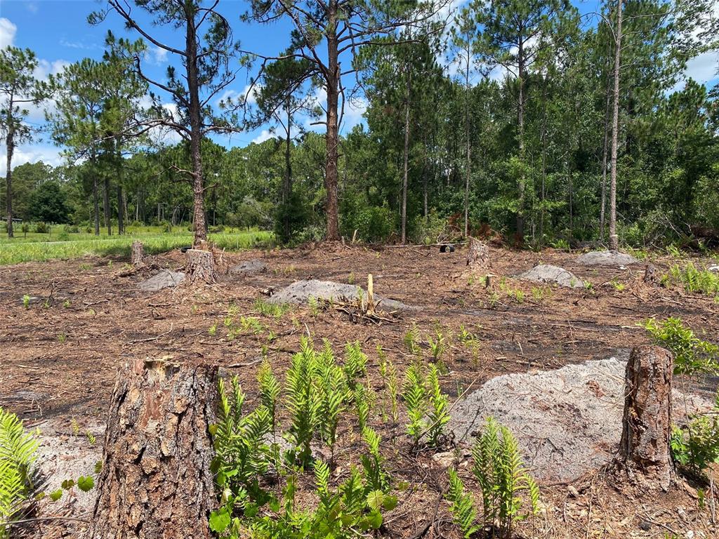 a view of a yard with plants and trees