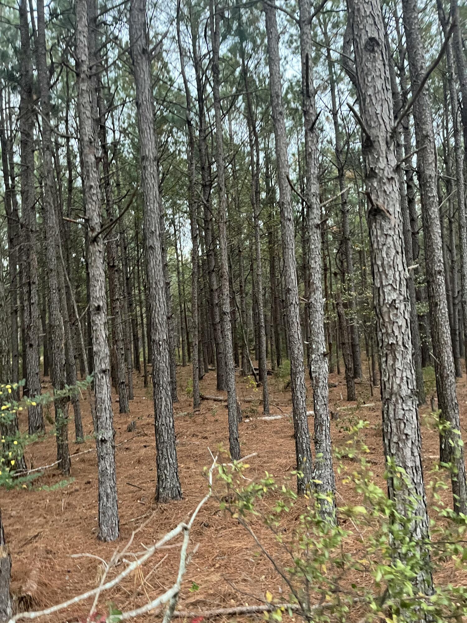 3 Wagener Road, Unit DH 3 Salley, SC 29137 - Photo 4 of 9