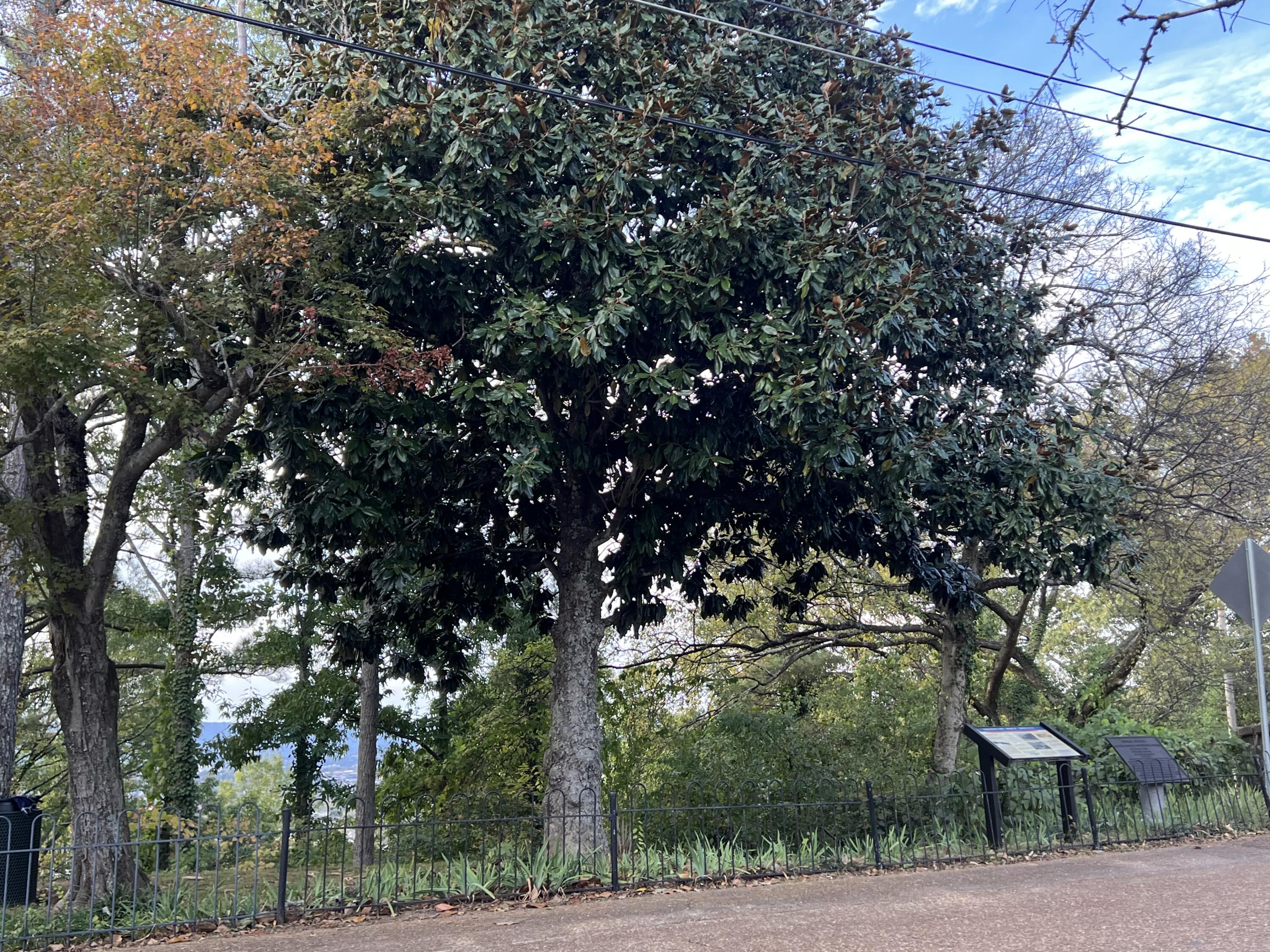 2 South Crest Road Chattanooga, TN 37404 - Photo 8 of 37 IMG_7473