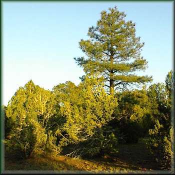 8 Sunset Ridge Trail, Unit 8 Datil, undefined 87821 - Photo 2 of 3 thickly wooded